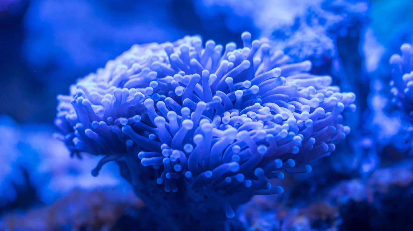 Coral Jumpstory 02
