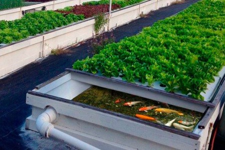 China Produce Alimentos Con Peces Arroz Tecnica Milenaria Xataka Mexico 4