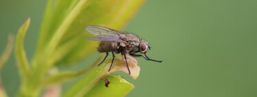 Ni canela ni tomillo: este es el repelente natural contra moscas y mosquitos que acuden a la fruta de la cocina