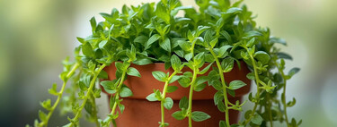 Esta planta atrae la abundancia y es perfecta para plantar en octubre 