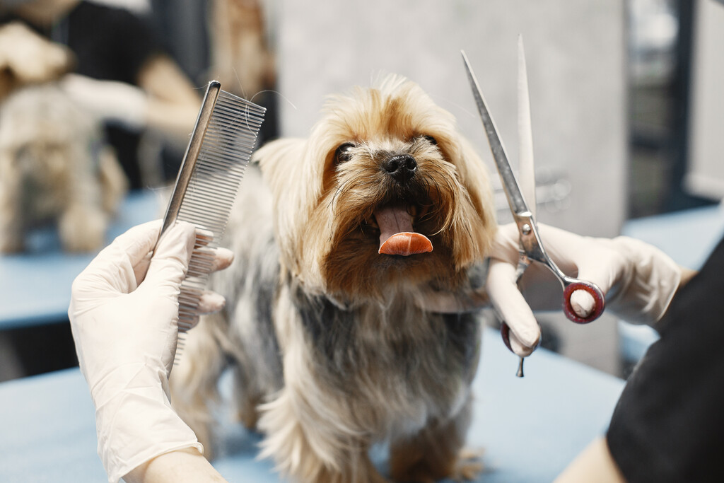 Llevar al perro a la peluquería canina es un asunto tanto de salud como de estética 