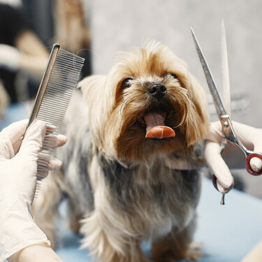 Llevar al perro a la peluquería canina es un asunto tanto de salud como de estética 