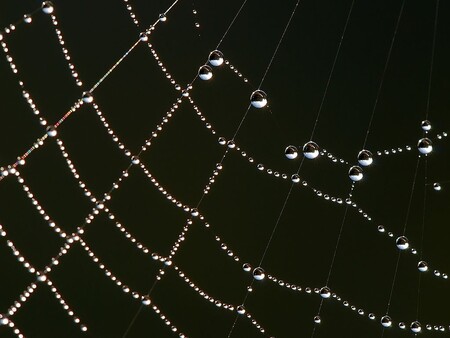 Estas bacterias transgénicas son capaces de producir seda más fuerte que la de araña