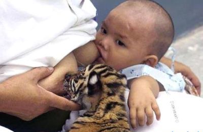 ¿Amamantarías a una cría de otra especie? Estas mujeres y estos animales sí