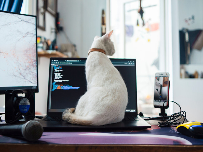 Gato Sobre Computadora