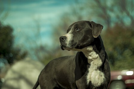 Nueva Ley Proteccion Animal Desaparecen Ppp