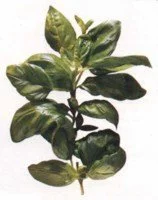 La Albahaca de Prá y el Pesto.