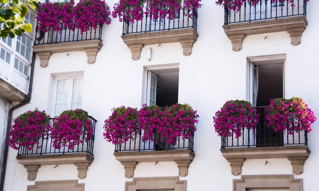 Ya en Lidl la planta colorida y resistente con la que podrás conseguir privacidad en tu terraza, balcón o jardín 