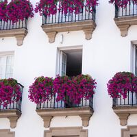 Ha llegado a Lidl la planta trepadora, resistente y colorida perfecta para darle privacidad a tu balcón o terraza