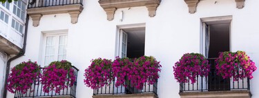 Ya en Lidl la planta colorida y resistente con la que podrás conseguir privacidad en tu terraza, balcón o jardín 