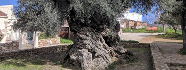 Sabíamos que los olivos eran árboles muy viejos, lo que no imaginábamos es que llegaran a los 4.000 años de edad