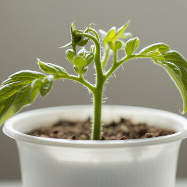 Esta es la planta que puede crecer incluso en el envase de un yogur y que da frutos durante todo el año 