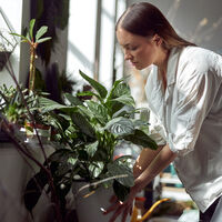 Estas son las tres plantas de interior que recomienda la ciencia para mejorar tu salud mental y deberías tener en casa