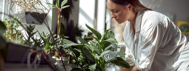 Estas son las tres plantas de interior que recomienda la ciencia para mejorar tu salud mental y deberías tener en casa