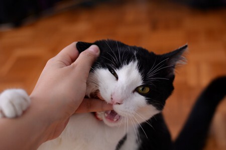 Gato Muerde Dedo