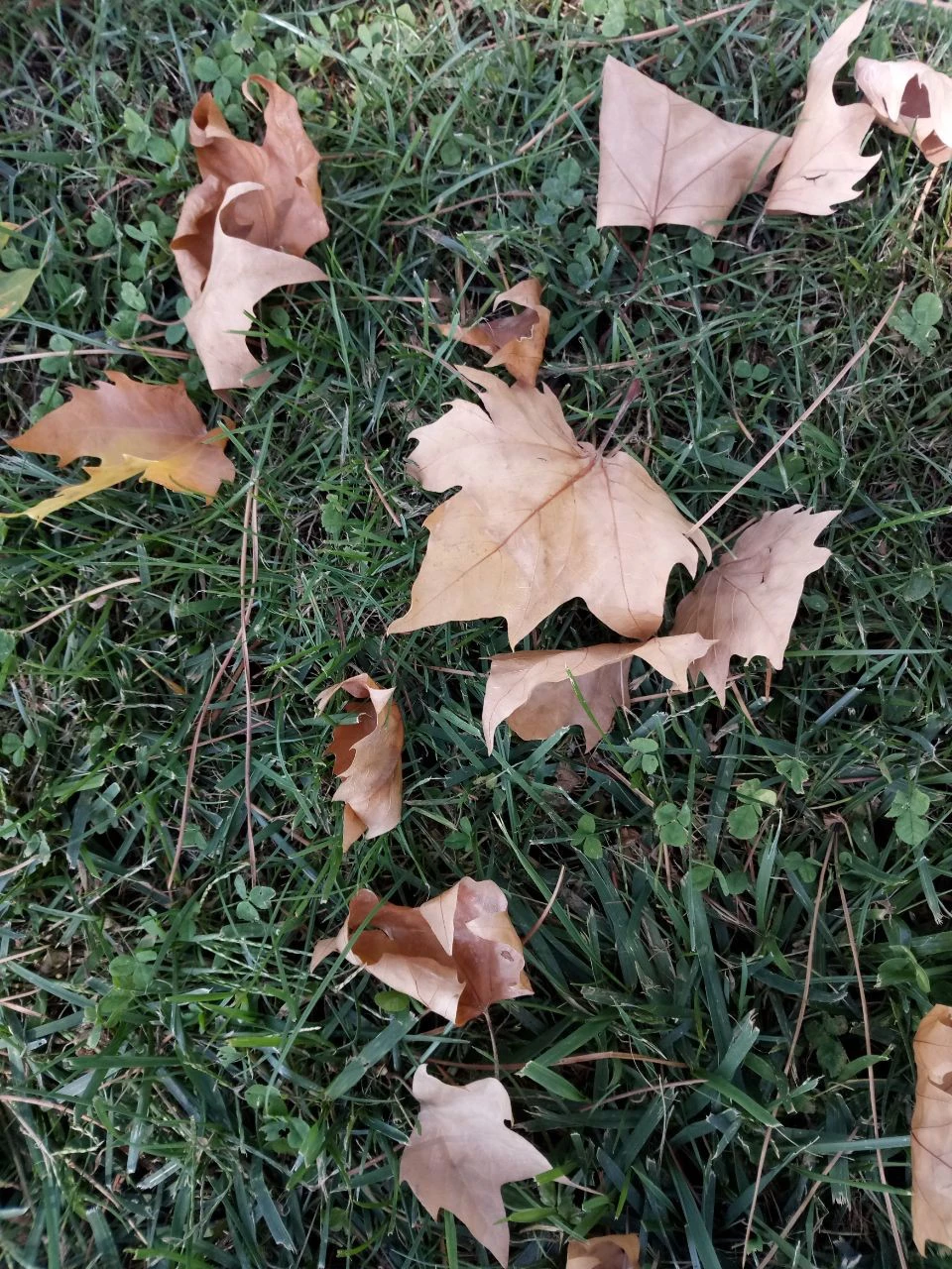 Foto de Muestras de cámara Alcatel A7 (5/22)