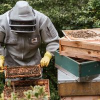 Fran, apicultor de 47 años con 400 colmenas: "Vendo mi propia miel natural a precios que van de los 10 a los 12 euros"