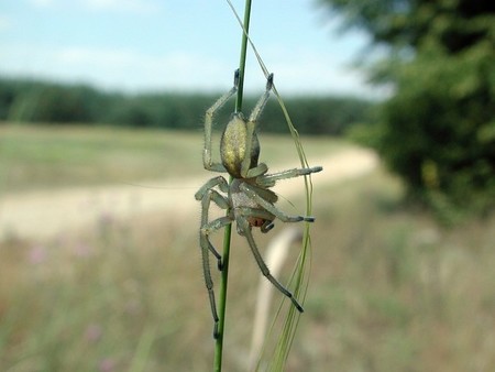 La amenaza de la temible araña gasofera se cierne ahora sobre Suzuki