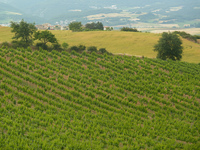 Miradores y senderos interpretativos en la Ruta del Vino de Navarra