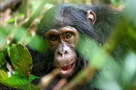 Se descubre que en el corazón de una especie de primate, emparentado con el ser humano, hay un hueso
