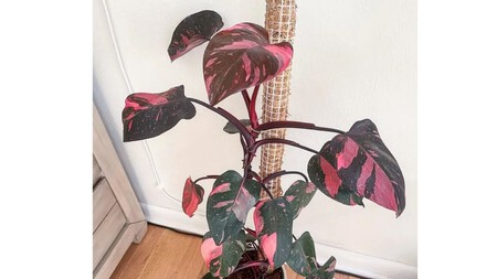 Philodendron Pink Princess
