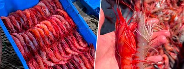 Un biólogo desmiente uno de los grandes mitos de la gamba roja: "Cuanto más roja, menos fresca es" 