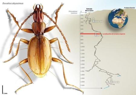 Una nueva especie de escarabajo se encuentra en la cueva más profunda del mundo