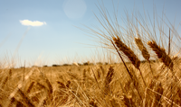 La OMC dice que avanzan en sus negociaciones sobre agricultura 