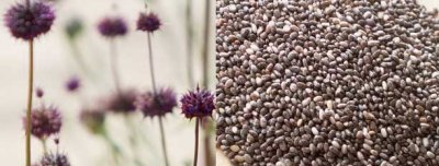 La chia, una semilla olvidada