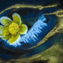 Foto 3 de 10 de la galería mundo-vegetal en Xataka Foto