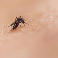 Pelo bem da sua saúde livre-se dos inseticidas perigosos e tenha estas 5 plantas que funcionam como o escudo perfeito contra mosquitos 