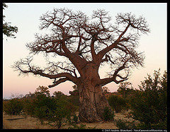 Conociendo al baobab