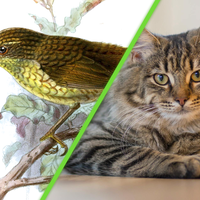 En 1894 llevaron a un gato a una isla remota. Después de un año, una especie completa se extinguió 