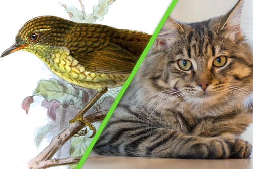 Gato Ave Extinta