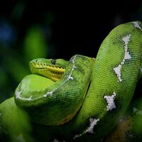 Mide hasta dos metros, vive en las copas de los árboles y hemos descubierto que come aves: boa esmeralda amazónica 