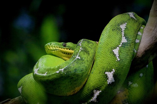 Serpiente Loro