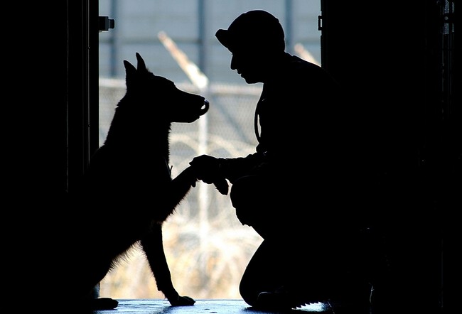 Silhouette Dog Canine Military Love Portrait 860999 Pxhere Com