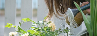 Regar las plantas en verano puede ser contraproducente: esta es la mejor hora para el riego
