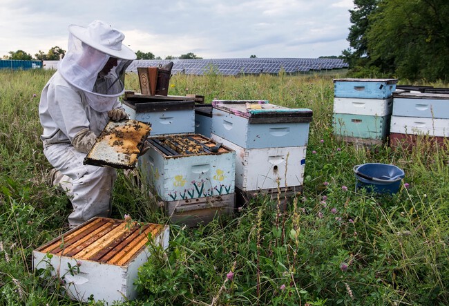 Abeja