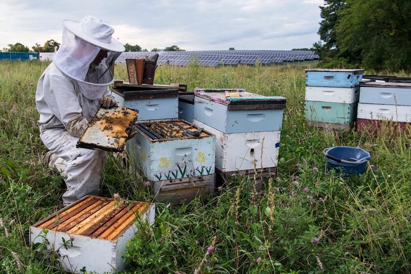 Abeja