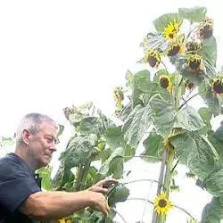 ¿Girasoles de 4 metros y manzanas siamesas?