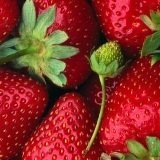 fresas