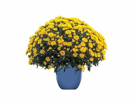 Crisantemo Bola Lidl