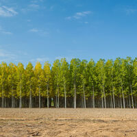 España se está llenando de chopos y tiene una explicación: son el árbol de los huevos de oro