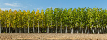 España se está llenando de chopos y tiene una explicación: son el árbol de los huevos de oro