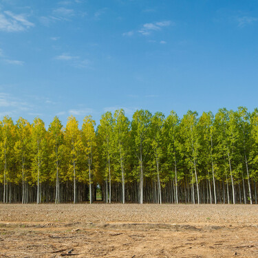 España se está llenando de chopos y tiene una explicación: son el árbol de los huevos de oro