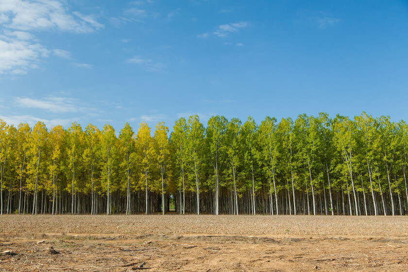 España se está llenando de chopos y tiene una explicación: son el árbol de los huevos de oro