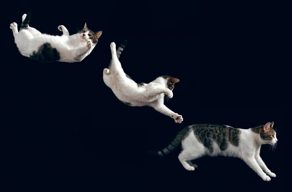 Los gatos siempre caen de pie. Y la ciencia llega siglos intentando entender un fenómeno inexplicable