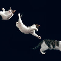 La ciencia lleva desde 1894 dedicando miles de horas de pensamiento a un asunto: por qué los gatos caen siempre de pie