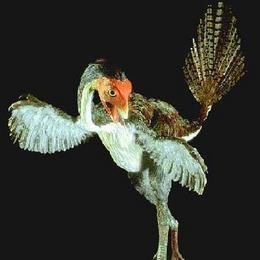 Los fraudes más sonados de la ciencia (II): las plumas de mentira y rotulador de piel